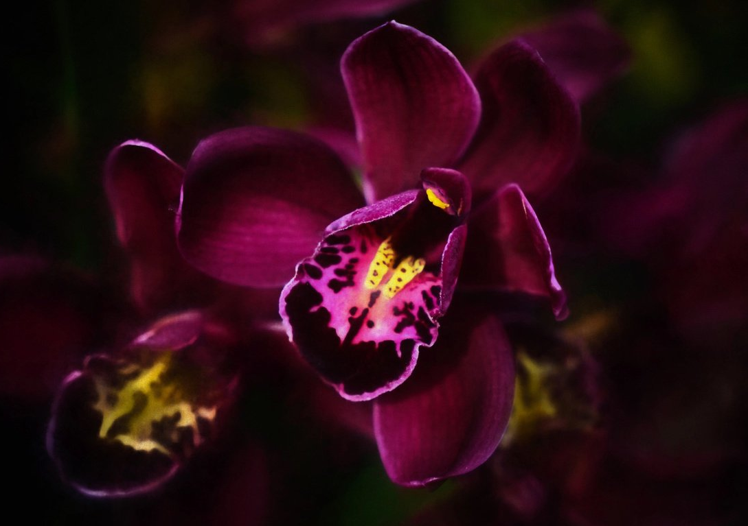 Орхидея Страстная