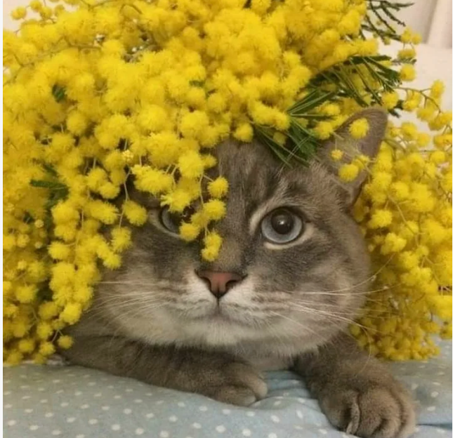 9BhmgqmqMVgAAAABJRU5ErkJggg==